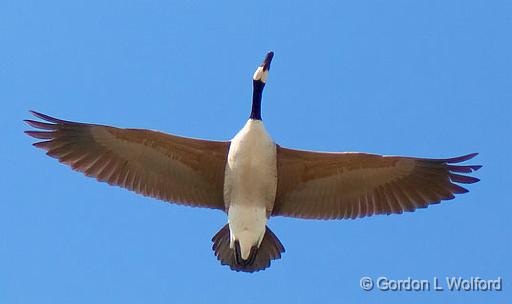 Canada Goose In Flight_26195.jpg - Photographed at Ottawa, Ontario, Canada.